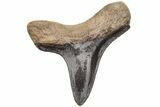 Cretaceous Ginsu Shark (Cretoxyrhina) Tooth - Kansas #211744-1